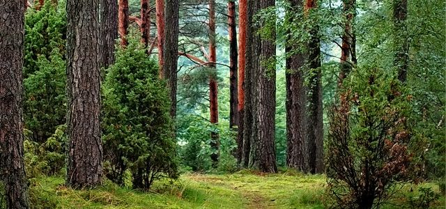 En grön skog